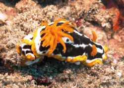 Nudibranch - Bikini Reef - Sodwana Bay - South Africa - O... by Lindsey Smith 